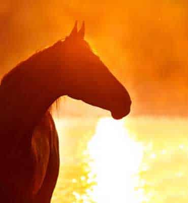 Paseos a Caballos y Pony