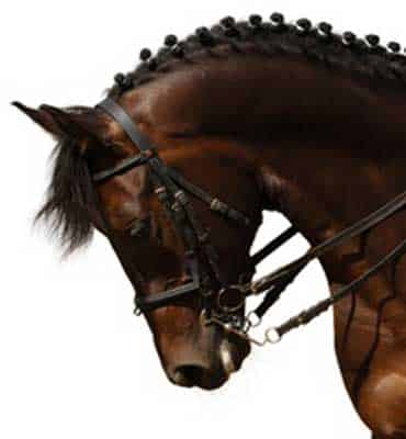 Clases de Doma Clásica