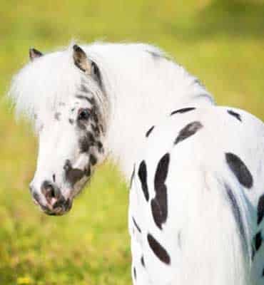 Clases de Equitación para Niños