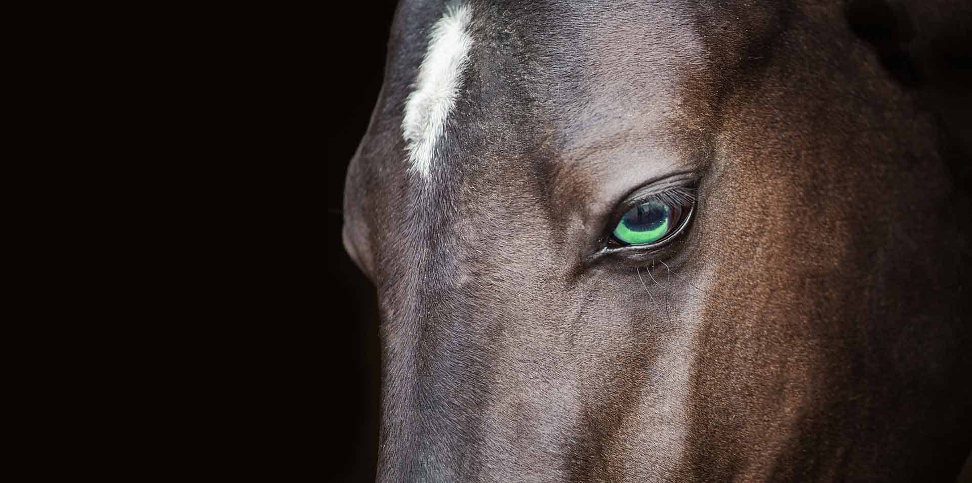 Green Bay - Escuela de Equitación