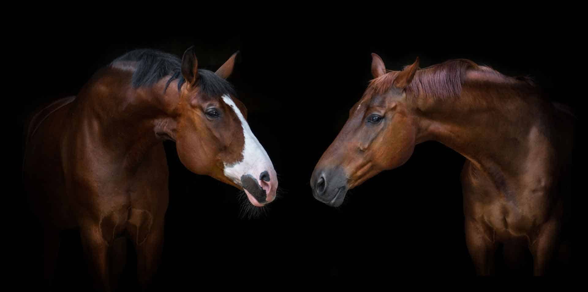 Pupilaje de Caballos