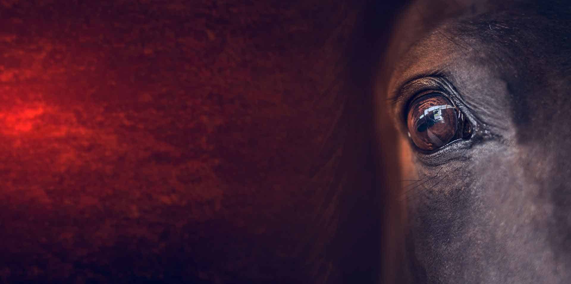 Team Building con Caballos